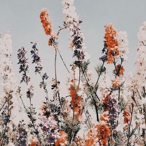 Meet your posher Addy